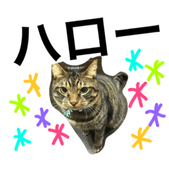 [LINEスタンプ] キジトラ猫のトラ(チン)その2