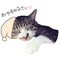 [LINEスタンプ] 今日のにゃんこ