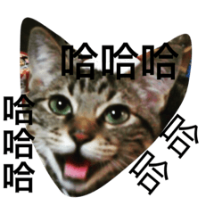 [LINEスタンプ] whowho is a girl