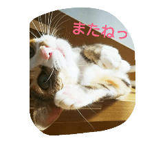 [LINEスタンプ] 縞三毛花ちゃん3