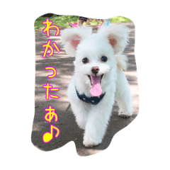 [LINEスタンプ] コッパーすたんぷ 2