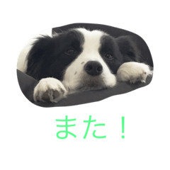 [LINEスタンプ] ボーダーコリーシンプルスタンプ