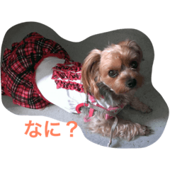 [LINEスタンプ] ナナちゃん。
