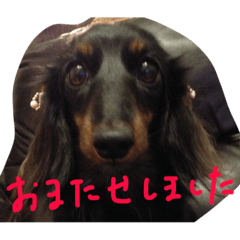 [LINEスタンプ] Angeの大切な仲間達