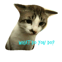 [LINEスタンプ] cat a cat