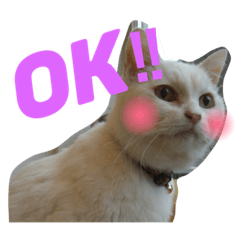 [LINEスタンプ] はぎにゃんこ