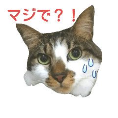 [LINEスタンプ] キジシロ猫サスケⅡ