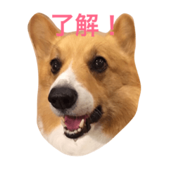 [LINEスタンプ] コーギーのダイ 