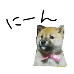 [LINEスタンプ] 豆柴梅子