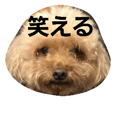 [LINEスタンプ] ワカメだよ