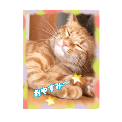 [LINEスタンプ] にゃんだわん