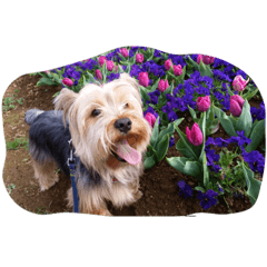 [LINEスタンプ] 可愛い愛犬たち