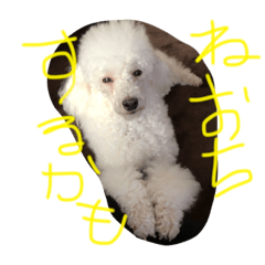[LINEスタンプ] プードル犬latte