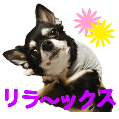 [LINEスタンプ] 使えるチワワスタンプ2