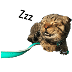 [LINEスタンプ] mioooo