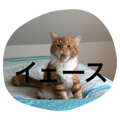 [LINEスタンプ] レーヴちゃん