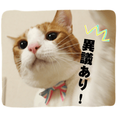 [LINEスタンプ] 茶トラ猫「こびん」byひよかさんち！