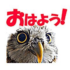 [LINEスタンプ] 禽之助スタンプ VOL.2