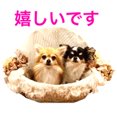 [LINEスタンプ] ちわわのぽすも 2