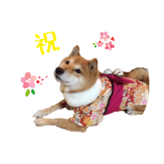 [LINEスタンプ] 柴犬 びびちゃん