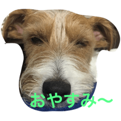 [LINEスタンプ] 可愛いジャックラッセル犬、バギー