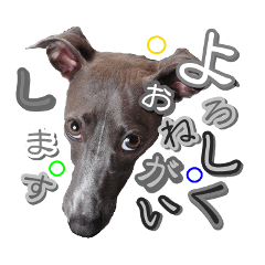 [LINEスタンプ] イタグレ ロア