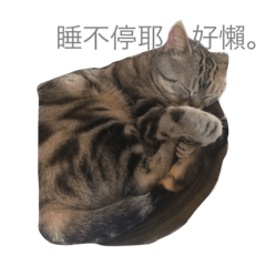 [LINEスタンプ] Two cats, BONNIE ＆ NIBOW
