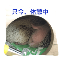 [LINEスタンプ] ハリネズミのビビとナツ