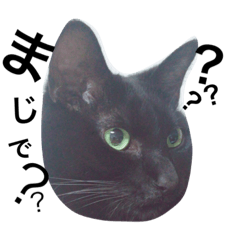 [LINEスタンプ] うちのねこちゃんず【普段使い】