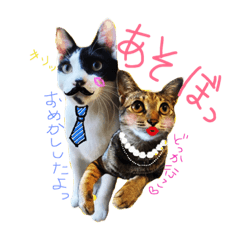[LINEスタンプ] ハチワレきじとら※ルイとるるの日常