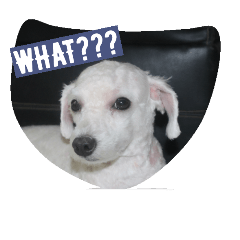 [LINEスタンプ] Pao Pao Poodle