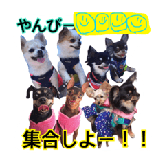 [LINEスタンプ] やんぴー♡♡♡♡.