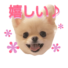 [LINEスタンプ] リアルDOG ポメラニアンCOCOまだ赤ちゃん