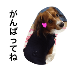 [LINEスタンプ] コーイケルのanonちゃん②