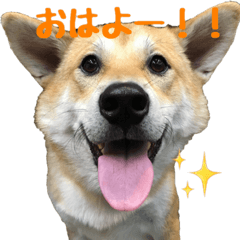 [LINEスタンプ] 柴犬きゅうちゃん