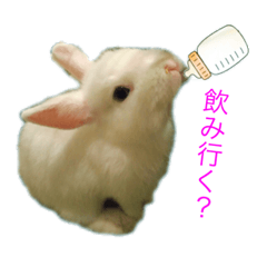 [LINEスタンプ] 真っ白うさぎスタンプ！ 飲みたい気分編☆