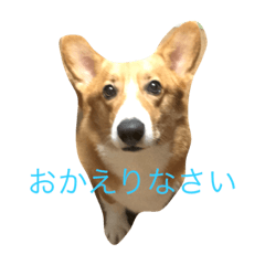 [LINEスタンプ] コタくん