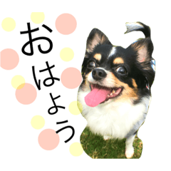 [LINEスタンプ] トラとコテツ。