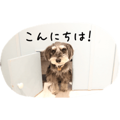 [LINEスタンプ] さくらバージョンスタンプ2