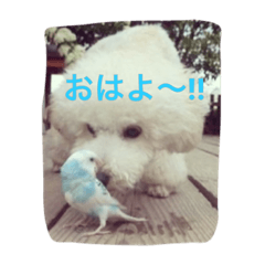 [LINEスタンプ] ぱぴぷうちゃんのご挨拶