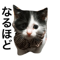[LINEスタンプ] スエさんです