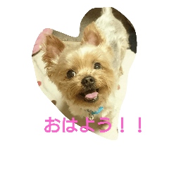 [LINEスタンプ] kswaii dog