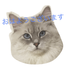 [LINEスタンプ] しーまてらす さいべりにゃんず