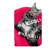 [LINEスタンプ] にゃーーーー！