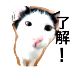 [LINEスタンプ] 可愛い猫達とその仲間