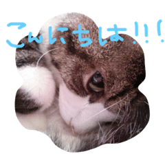 [LINEスタンプ] neconeco1212