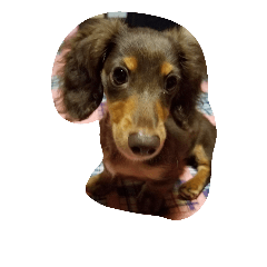 [LINEスタンプ] Dog photos of stamp