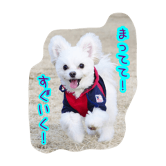 [LINEスタンプ] コッパーすたんぷ 1