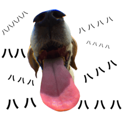 [LINEスタンプ] ビーグル犬ポッキー#2