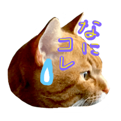 [LINEスタンプ] ネコとかいろいろ